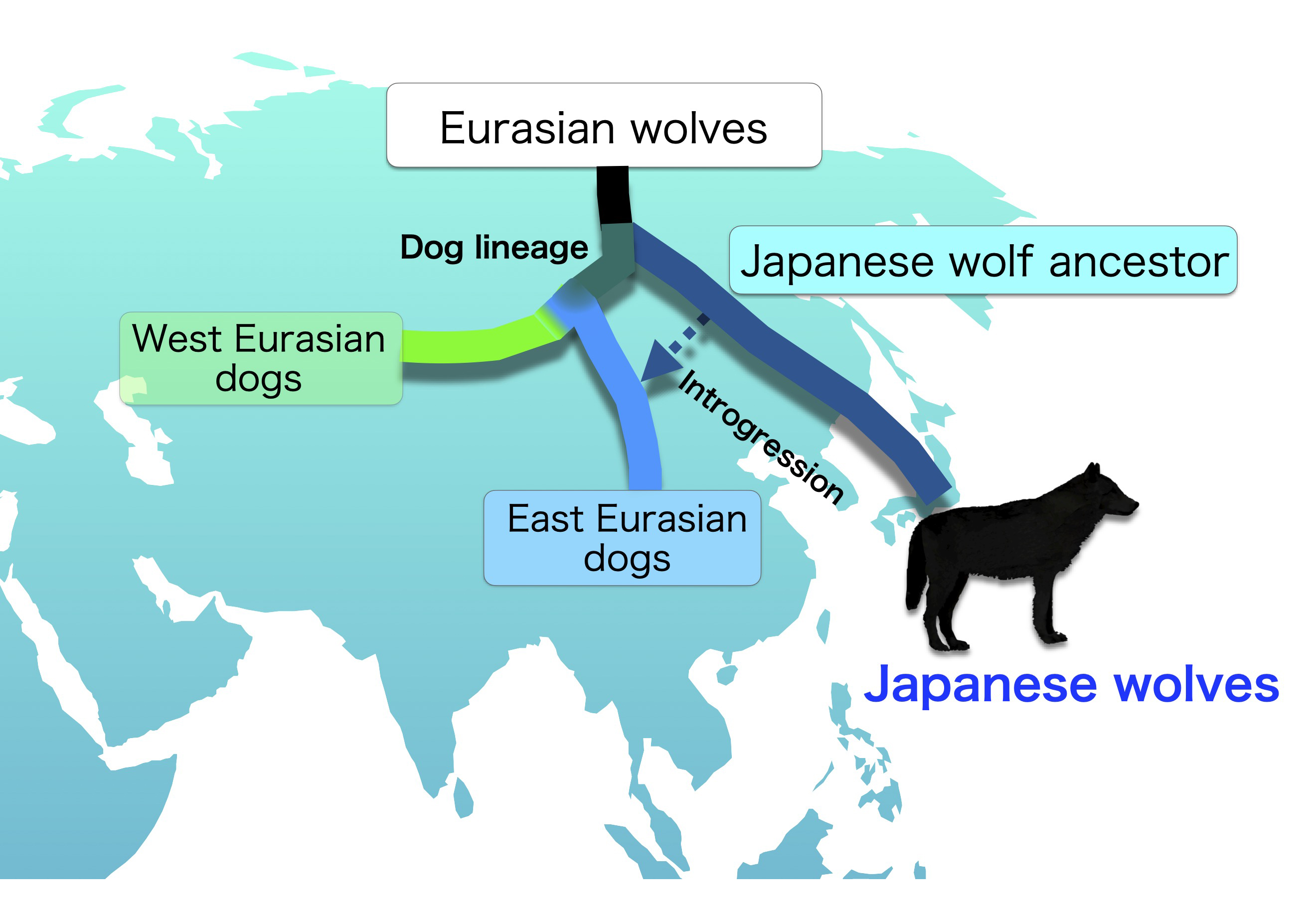 Japanese wolves are most closely related to dogs and share DNA with East Eurasian dogs