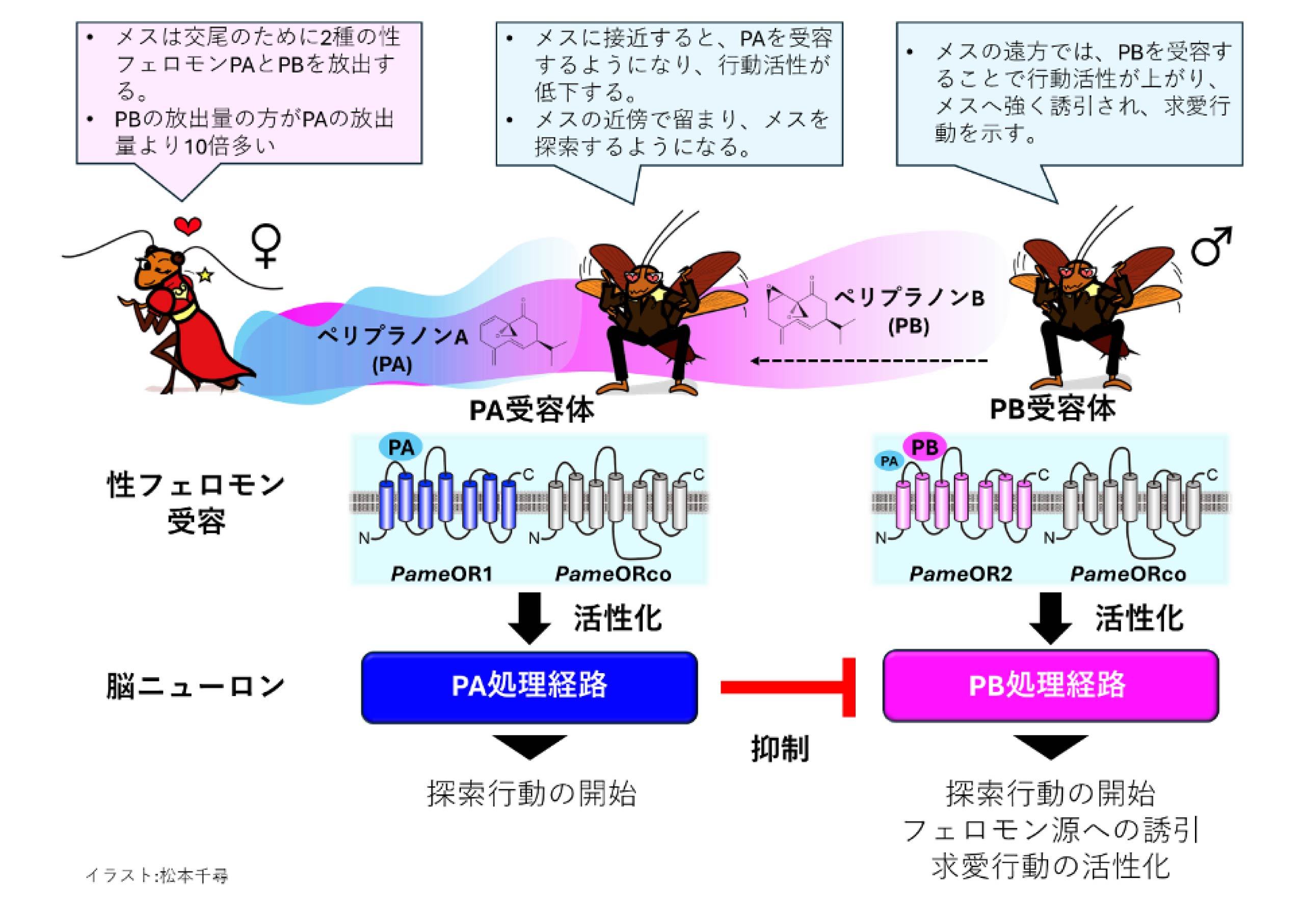 ゴキブリの性フェロモンの受容処理機構
