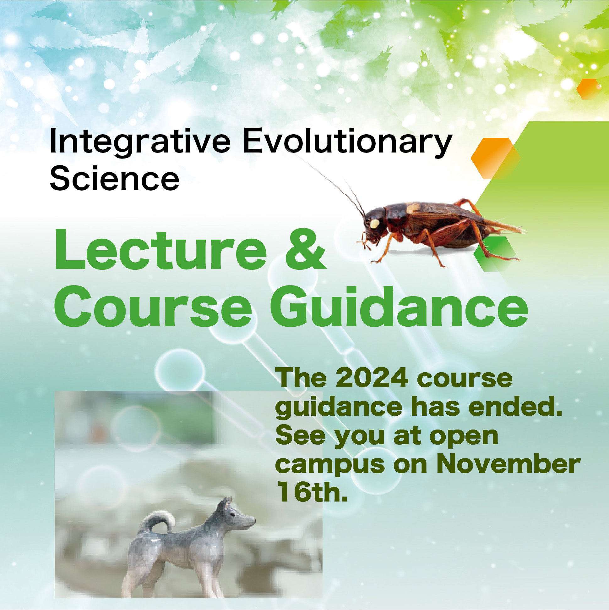 Lecture & Course guidance