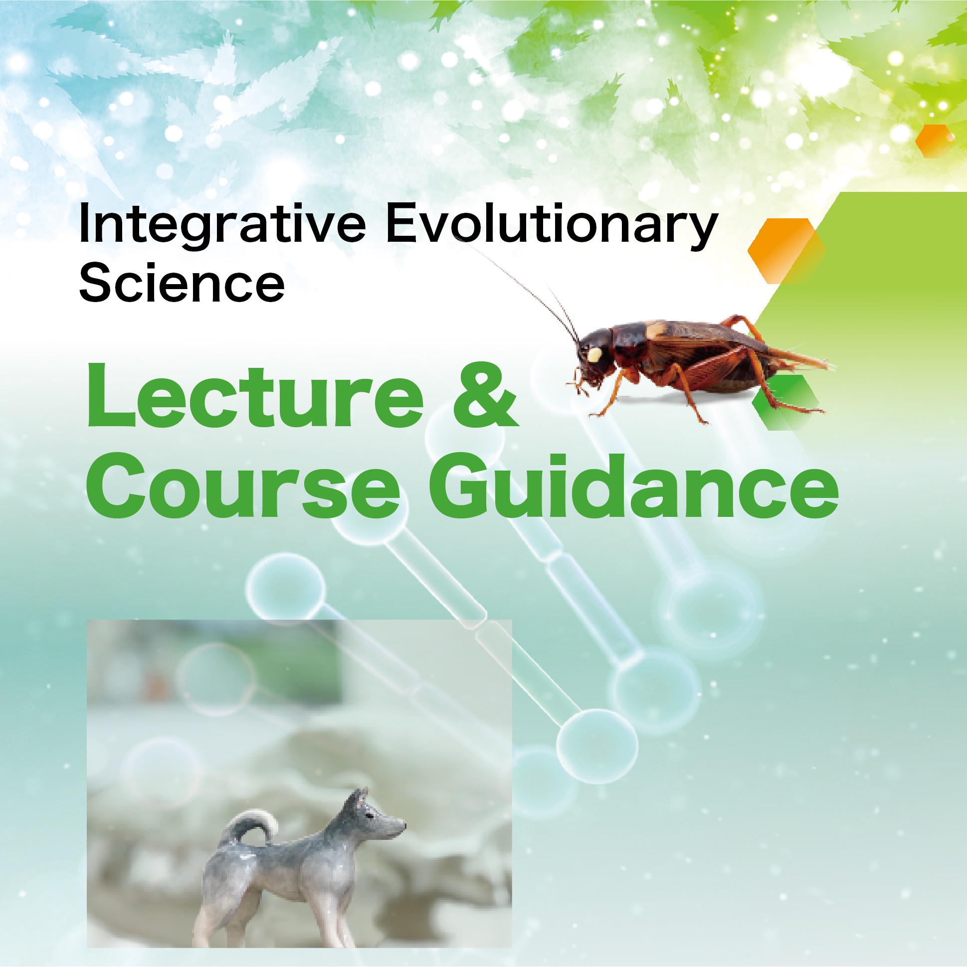 Lecture & Course guidance