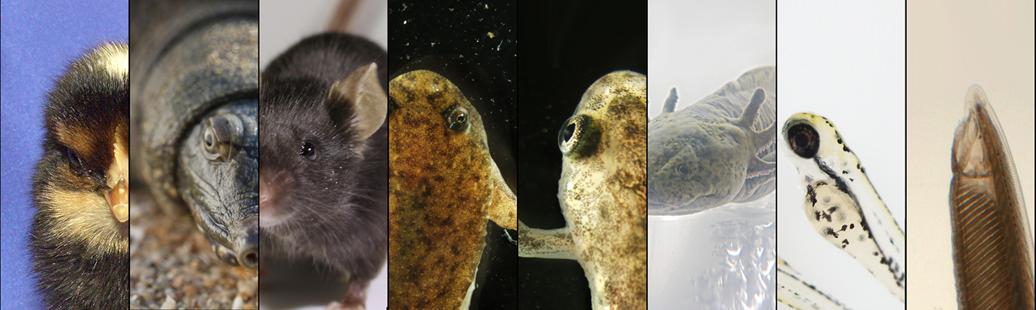 研究対象生物：コウモリ、マウス、カエル、コウイカ、ナメクジウオ、ゼブラフィッシュ、ヤツメウナギ